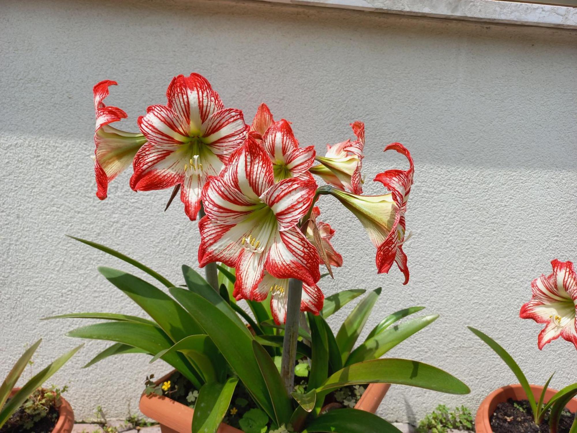Appartamento Le Magnolie 2 เมสเตร ภายนอก รูปภาพ