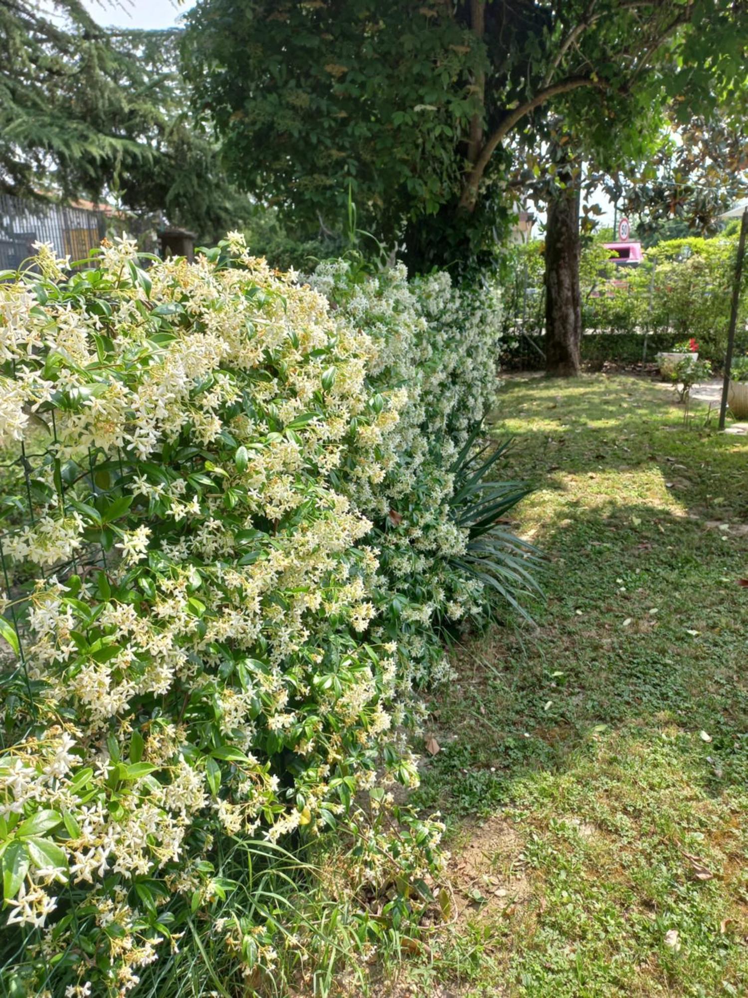 Appartamento Le Magnolie 2 เมสเตร ภายนอก รูปภาพ