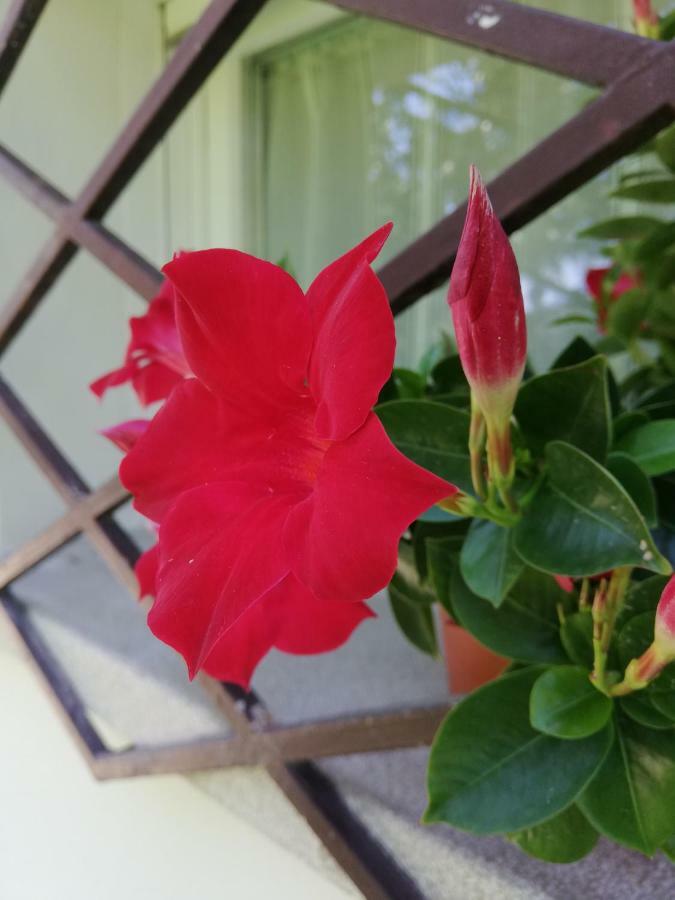 Appartamento Le Magnolie 2 เมสเตร ภายนอก รูปภาพ